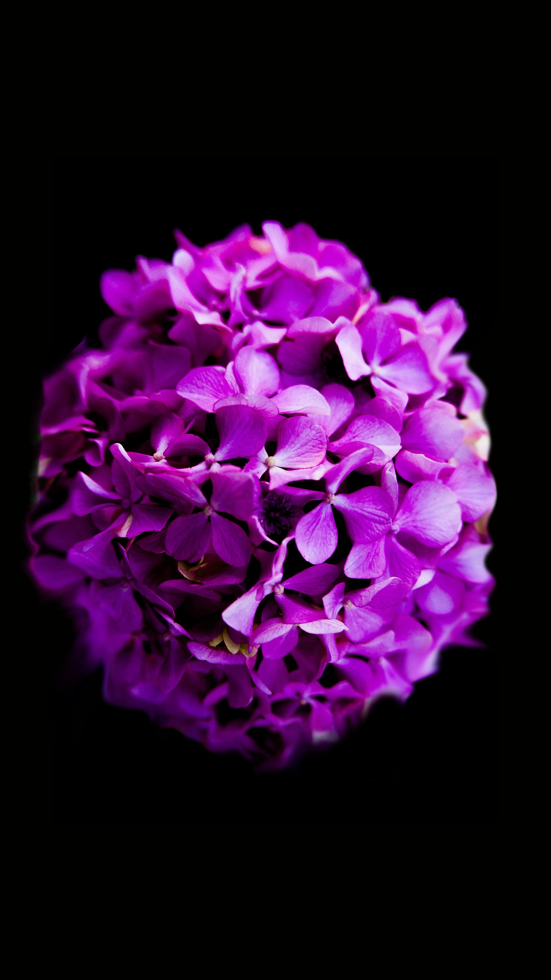 Purple hydrangea flower representing epilepsy awareness